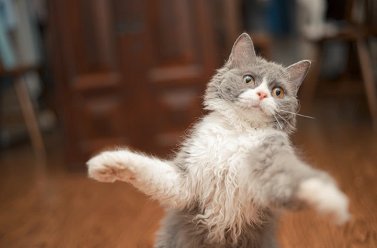 一只灰白色的小猫用后腿站在木地板上