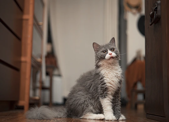 一只灰白色的猫坐在木地板上抬头看
