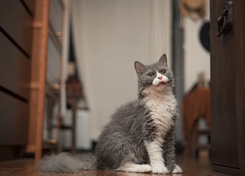 一只灰白色的猫坐在木地板上抬头看