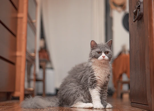 一只灰白色的猫坐在房间的木地板上