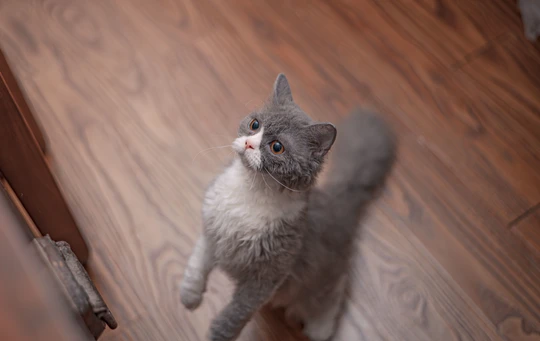 一只灰色的小猫站在木地板上看门