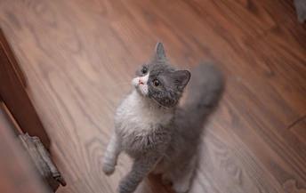 一只灰色的小猫站在木地板上看门