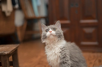 一只蓝眼睛的灰白色猫坐在木桌椅前的木地板上