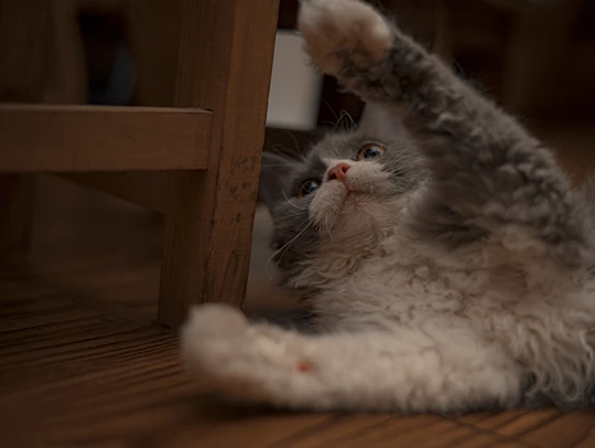 一只灰白色的猫躺在木地板上 前爪放在椅子上看着镜子
