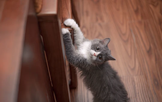 一只灰白色的猫后腿站在木门上 前爪放在木地板上