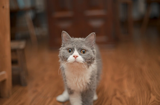 一只蓝眼睛的灰白色猫站在木地板上看着摄像机
