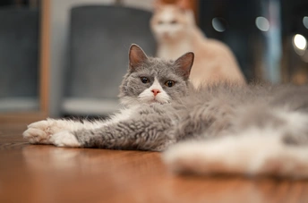 一只灰色的猫躺在桌子旁边的木地板上