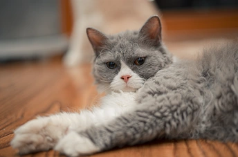 一只灰白色的猫躺在木地板上
