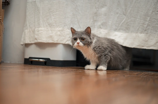 一只灰白色的小猫站在一个铺着白色床单和床的房间里的木地板上