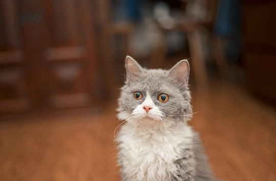 一只蓝眼睛的灰白色小猫坐在木地板上