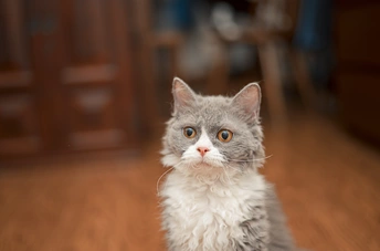 一只蓝眼睛的灰白色小猫坐在木地板上