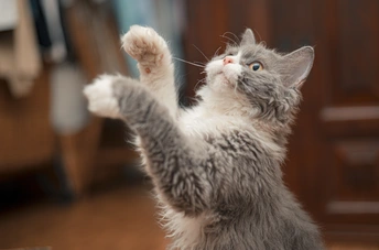 一只灰白色的小猫用后腿站在镜子前
