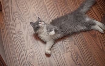 一只灰色的猫躺在木地板上 站在地板上