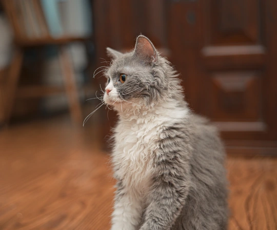 一只灰色和白色的小猫坐在木地板上