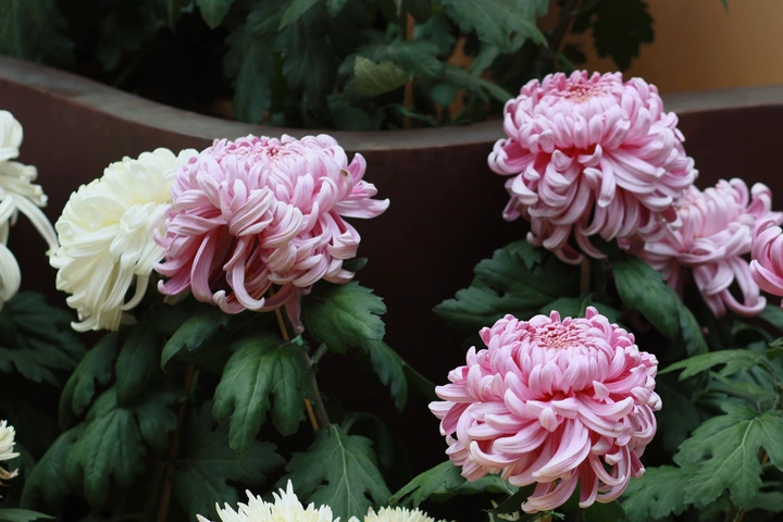 菊花