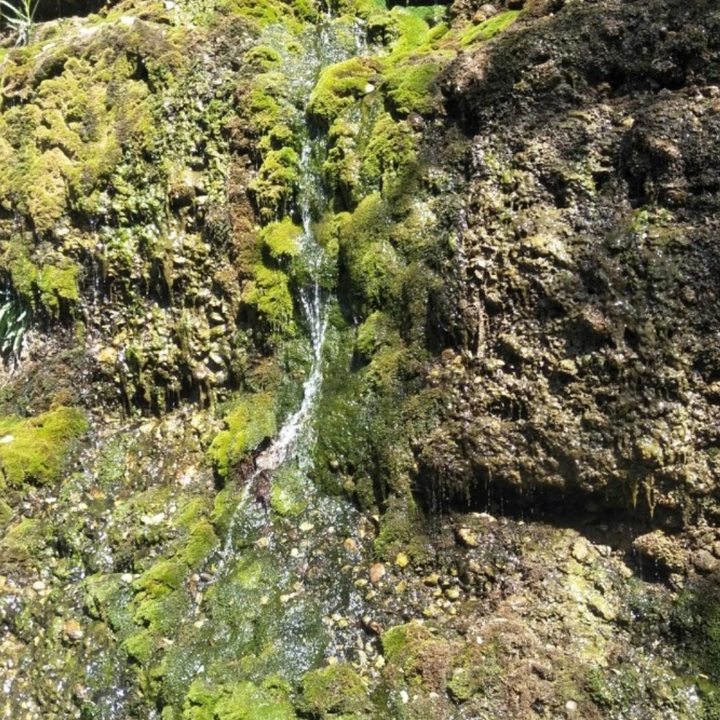 复照青苔上