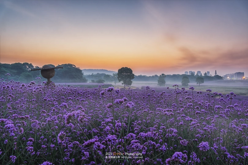 朝霞或夕阳下的紫色花朵田野 美丽的图片 美丽的地点 风景摄影 自然摄影 风景图片 自然图片 自然图片