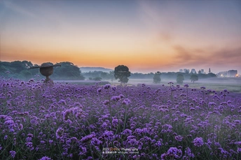 朝霞或夕阳下的紫色花朵田野 美丽的图片 美丽的地点 风景摄影 自然摄影 风景图片 自然图片 自然图片