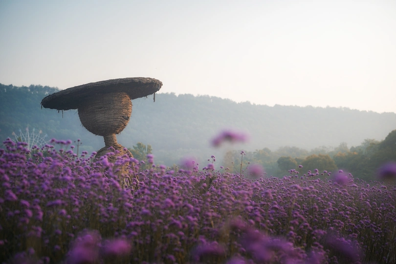 一顶帽子和一把紫色花朵中的伞