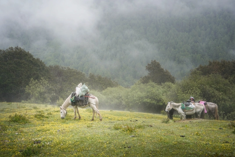雾中骑白马的人