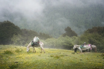 雾中骑白马的人