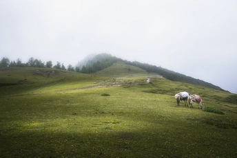 马儿在山丘上的草地上吃草 雾气缭绕。