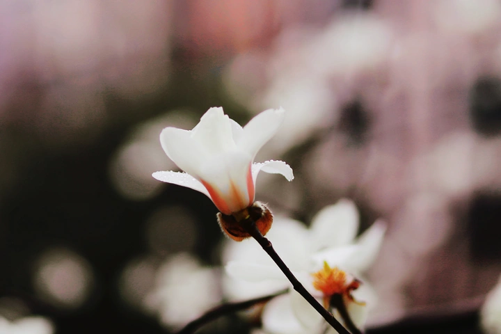 白玉兰花