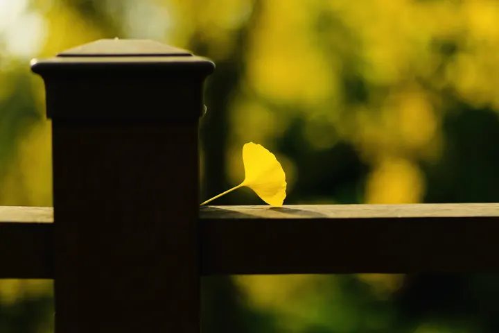 银杏