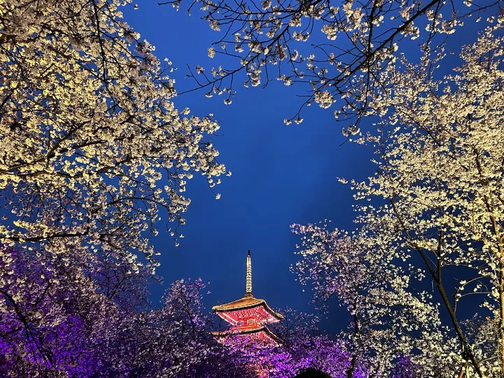 夜之樱花