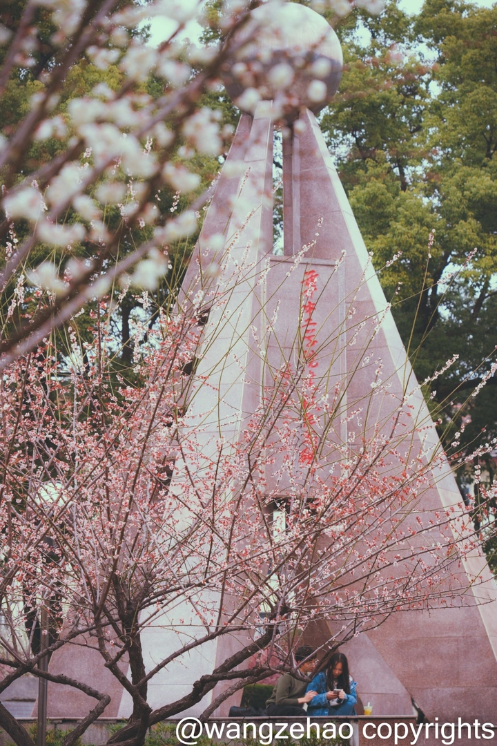 华科校内梅花开