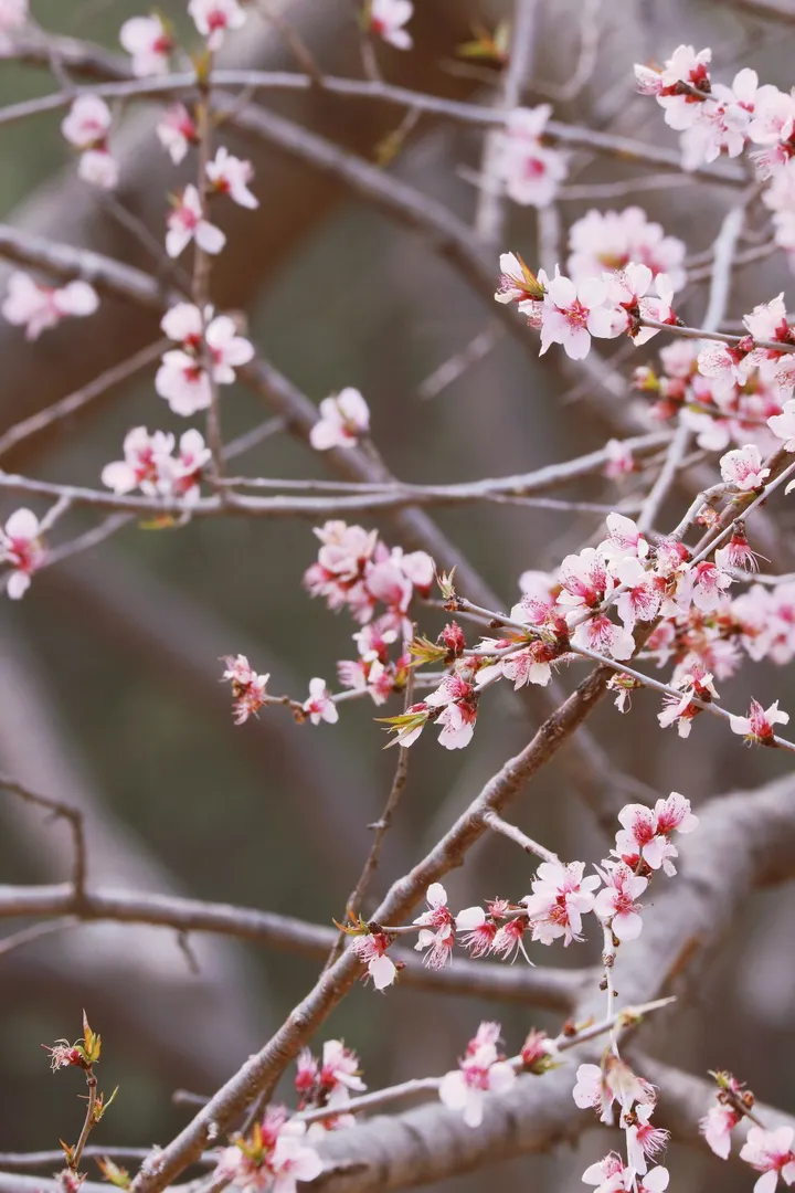春在枝头，桃花已盛