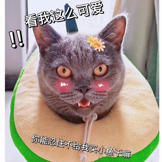 一只猫身上放着猫薄荷