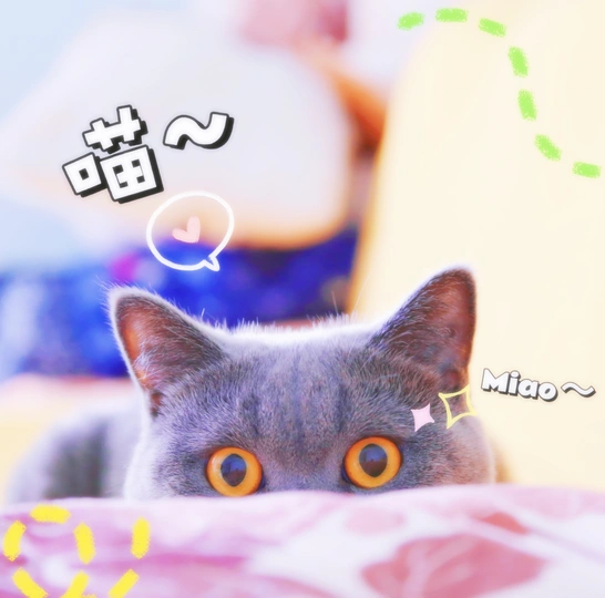 一只灰色的猫正在床上抬头看