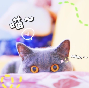 一只灰色的猫正在床上抬头看