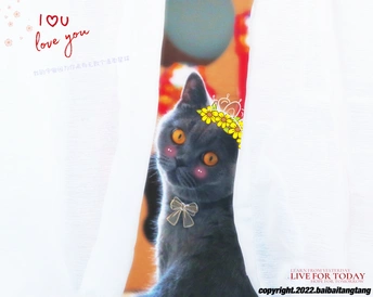 一只戴花环的灰色猫