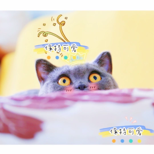 从毛毯下探出头的猫