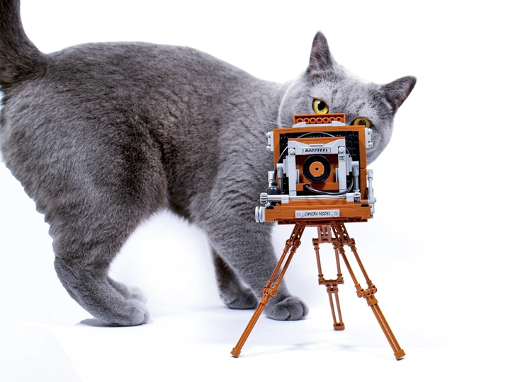 一只灰色的猫站在一个白色的背景旁边 