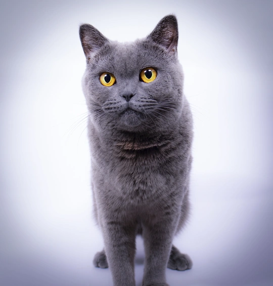 一只灰色的猫 黄色的眼睛正在看着相机