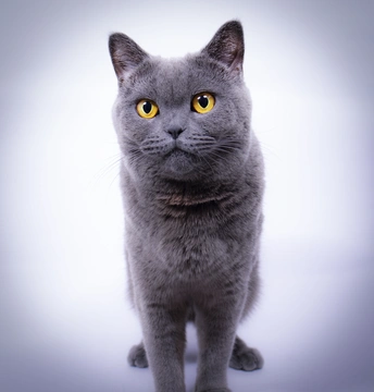 一只灰色的猫 黄色的眼睛正在看着相机