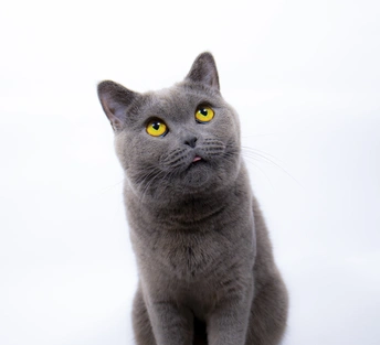 一只灰色的猫 黄色的眼睛正在看着相机