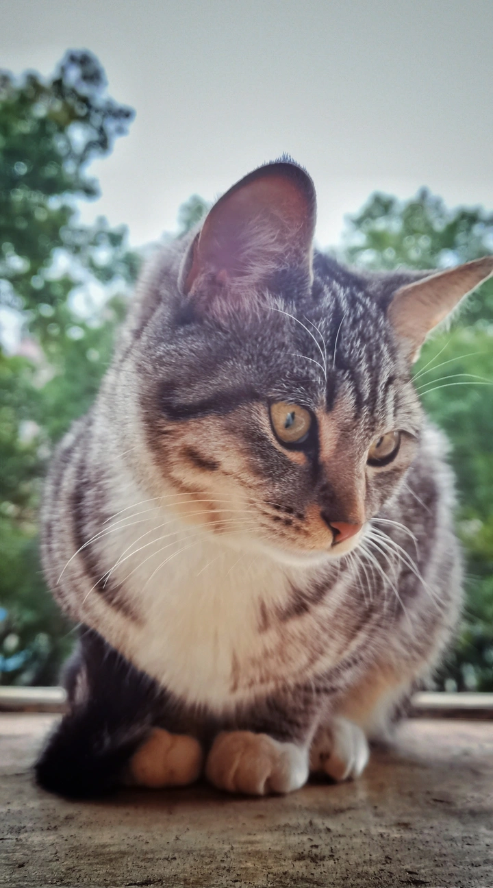 猫