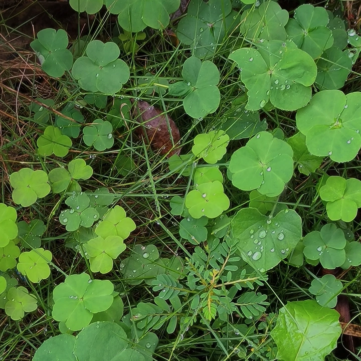 Clover.