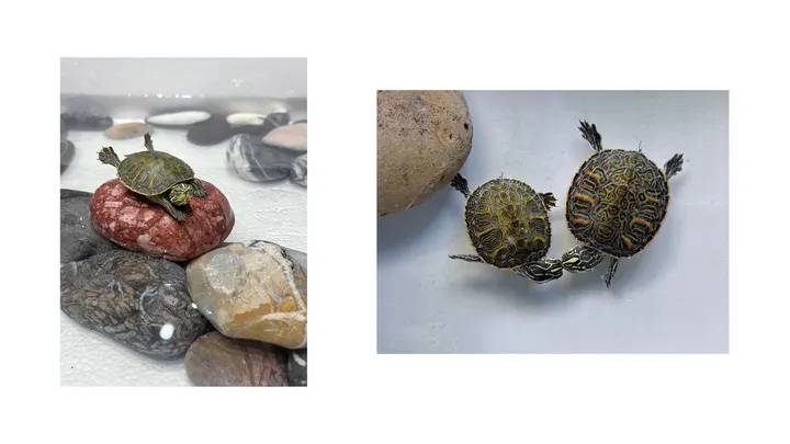 🐢卡卡西和缺牙巴