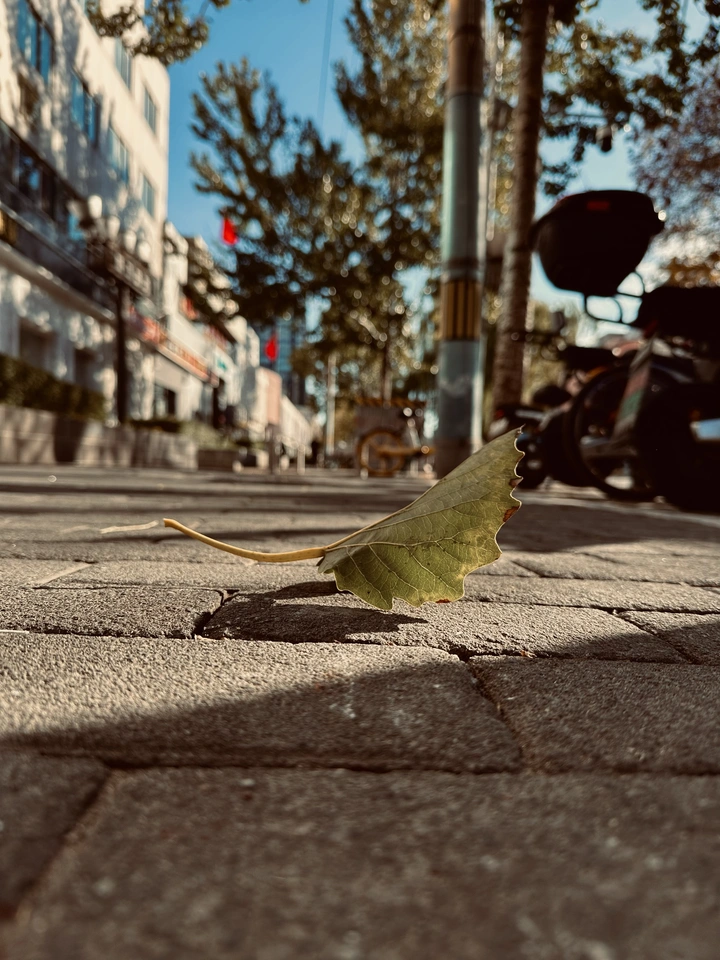 人行道上的落叶