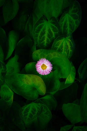 一个小粉红色花在绿色的原野上