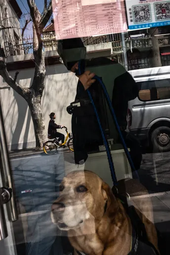 一条狗在绳索上看着门外的男人在镜子里的倒影