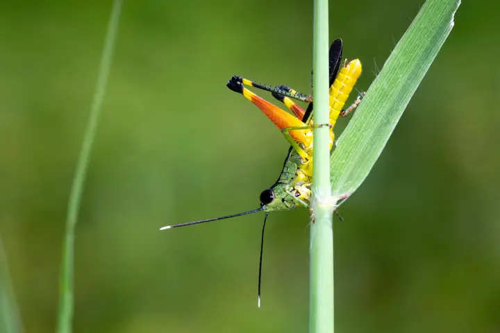 蚂蚱