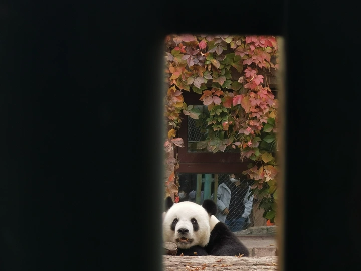 熊猫