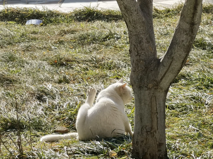 午后阳光下的猫咪