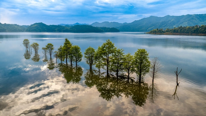 碧波树影